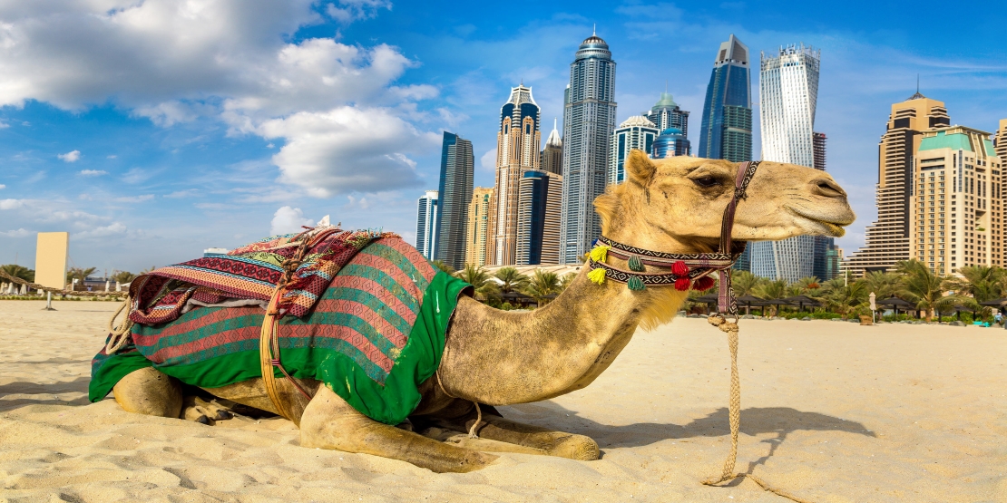 Camel Safari in Dubai