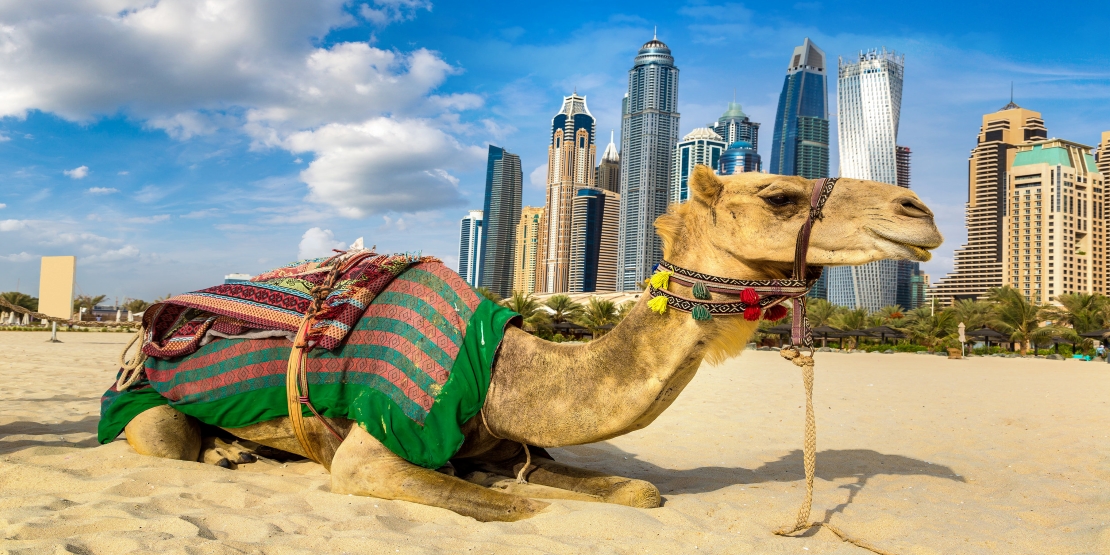 Camel Safari in Dubai