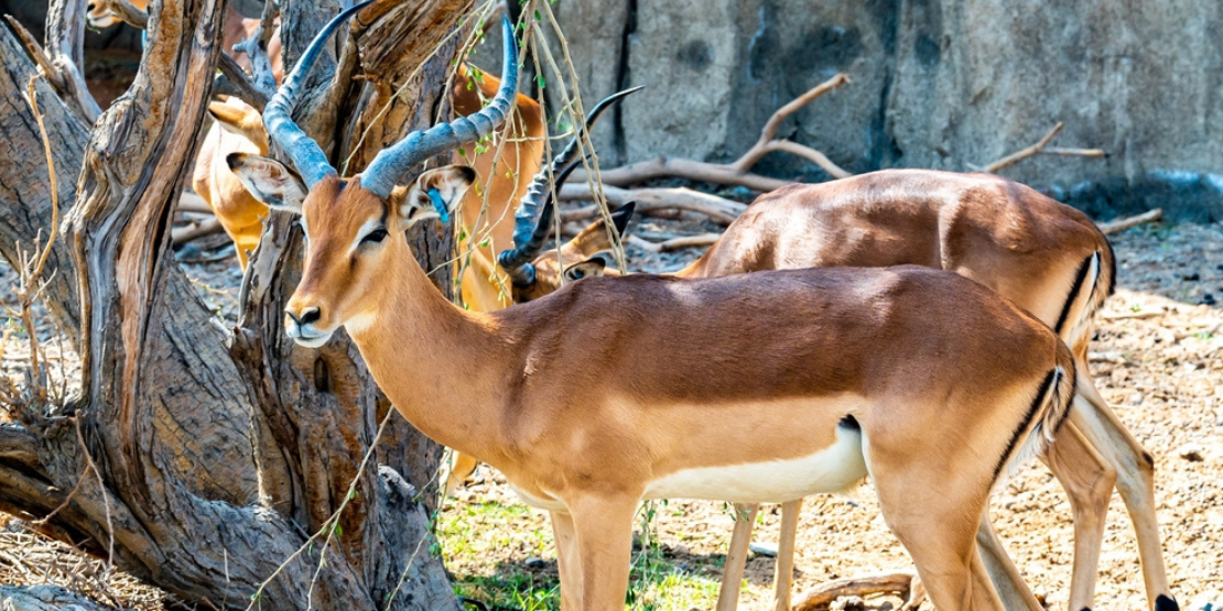 Deer Animals in Sharjah safari park