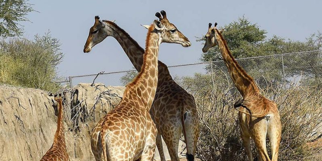 Giraffe Animals in Sharjah safari park