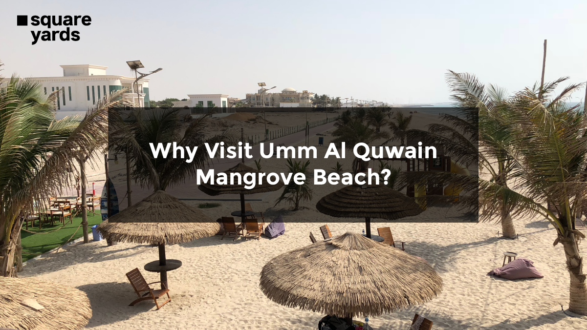 Why Visit Umm Al Quwain Mangrove Beach?