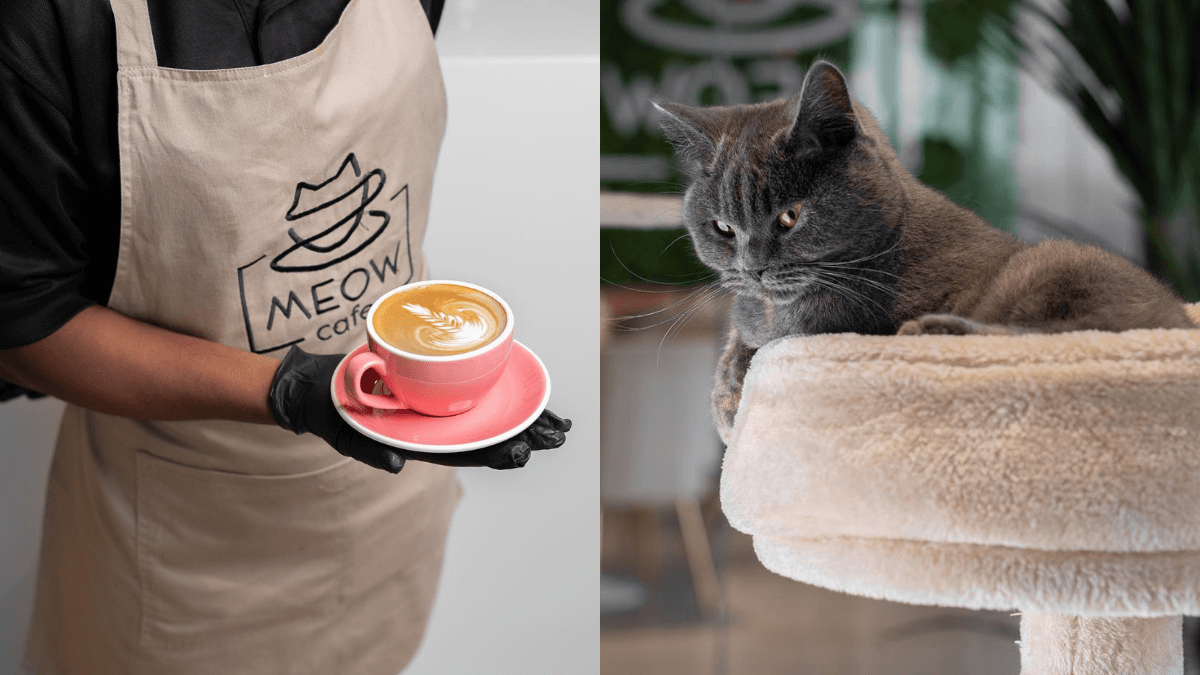 Meow Cafe in Abu Dhabi