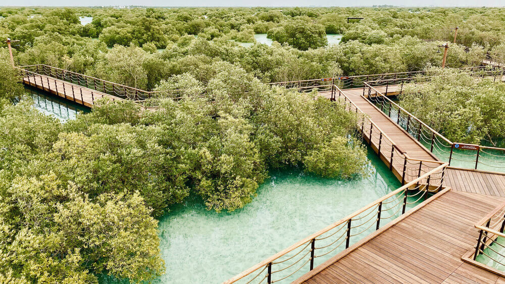 Discover Jubail Island Mangrove Walkway
