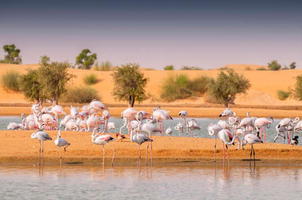 Al Qudra Desert- human-made attraction serves as a natural habitat for wildlife