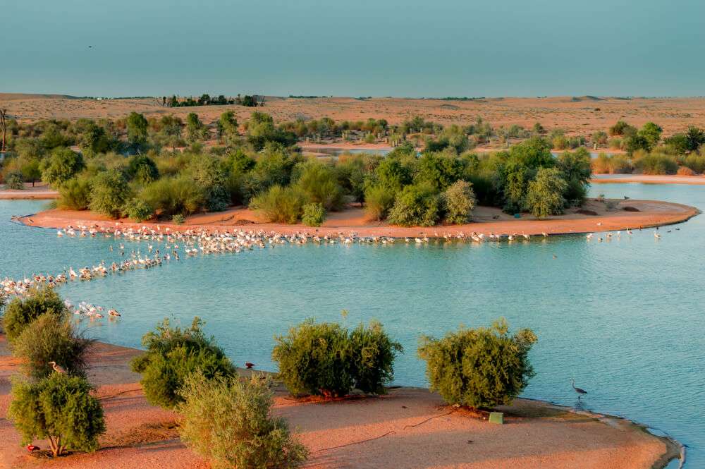 Al Marmoom Desert Conservation Reserve - Al Qudra Lake