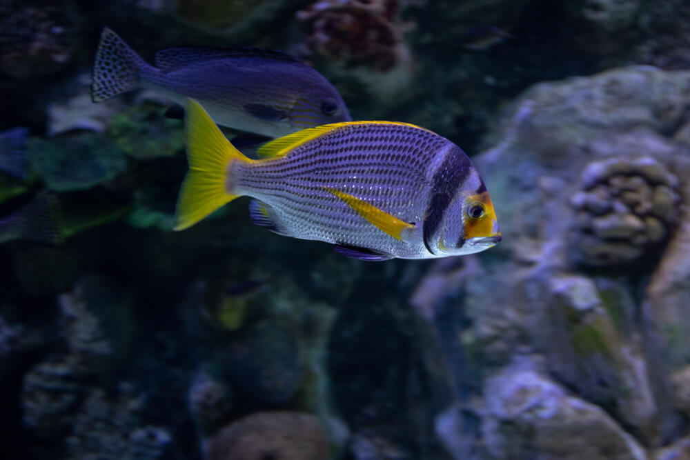 Underwater Ecosystem at Aquarium