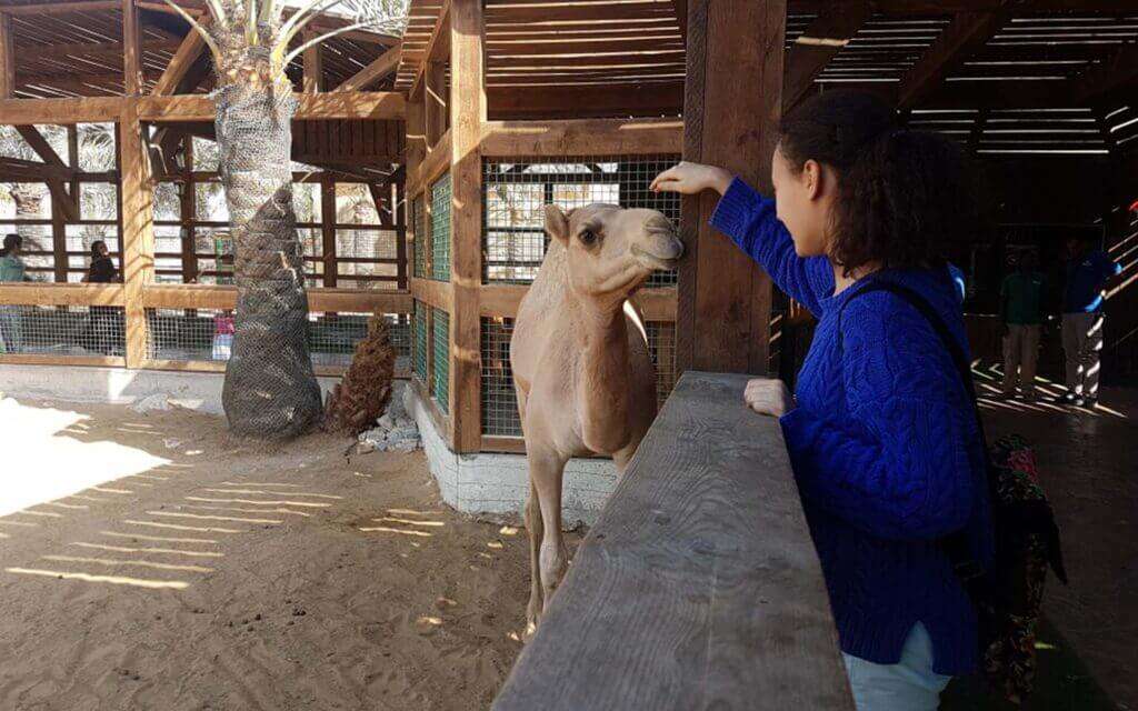 UAE Pygmy Zoo in Ajman