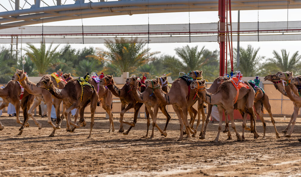Camel Racing at Al Labsa in Umm AL Quwain