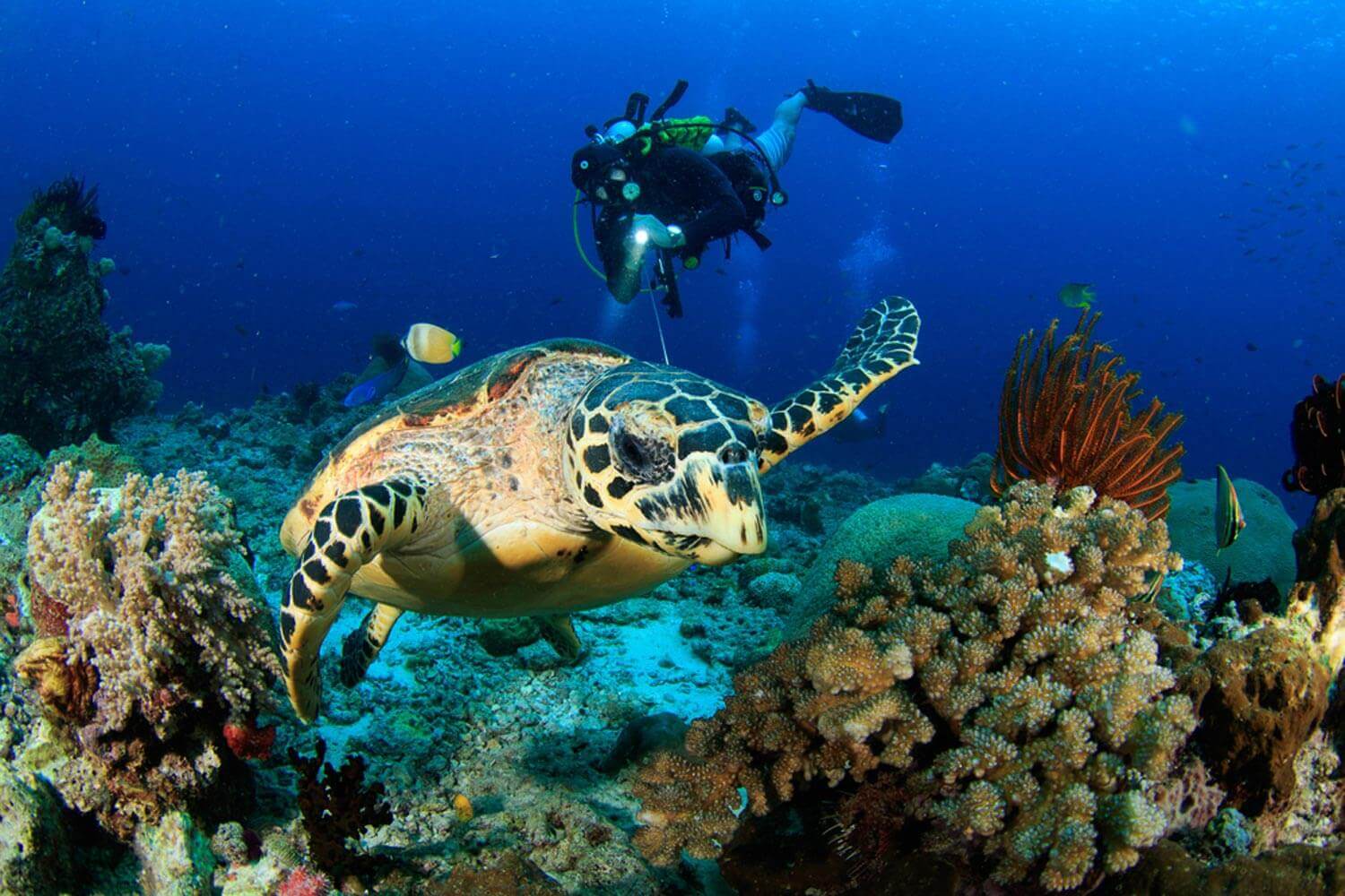 Shore Diving in snoopy island