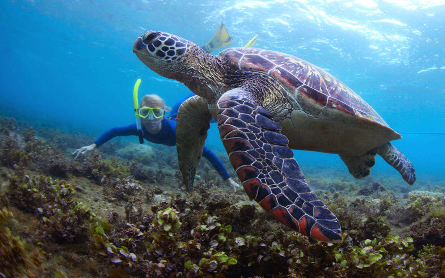 While Diving at Snoopy Island