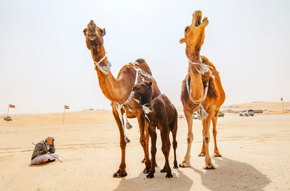 Camel Beauty Contest
