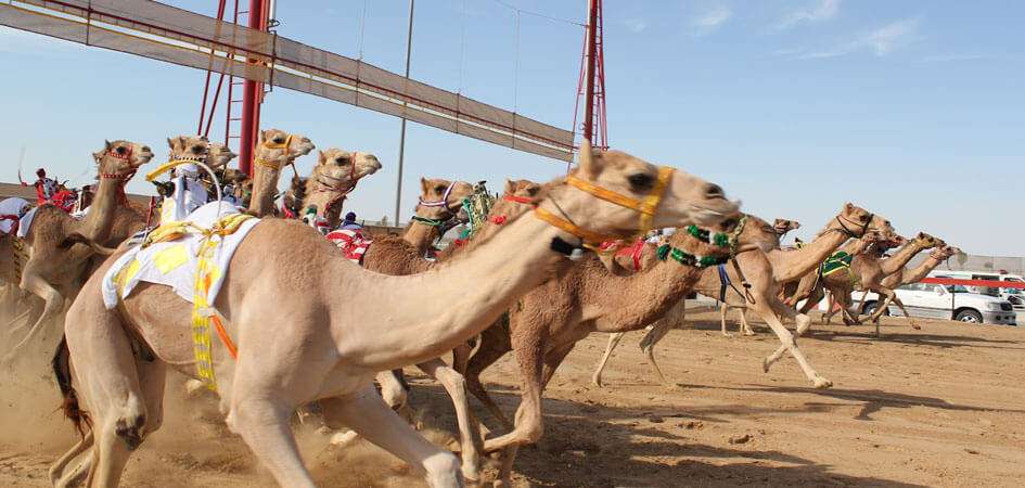 Camel Racing - UAE's most famous traditional sports