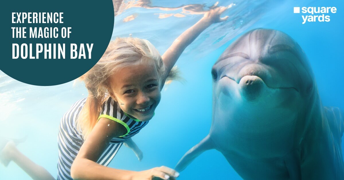 Experience The Magic of Dolphin Bay Dubai