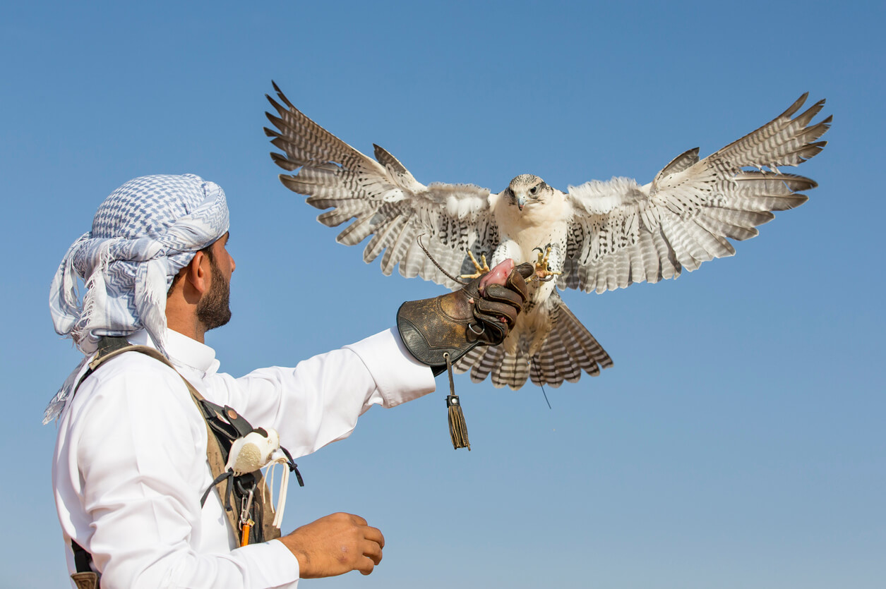 Falconry