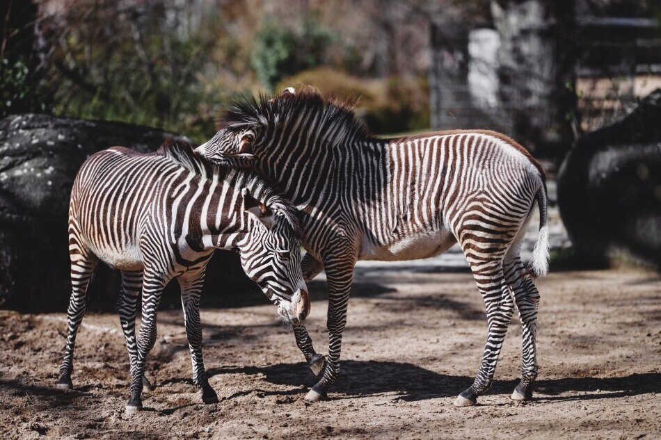 Animal Interactions in Umm Al Quwain Zoo