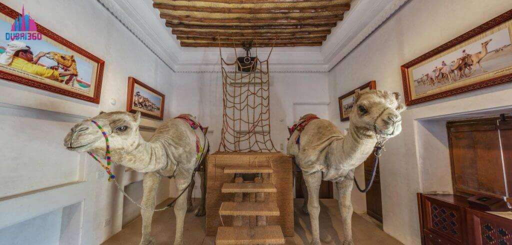 Walkthrough Camel Museum