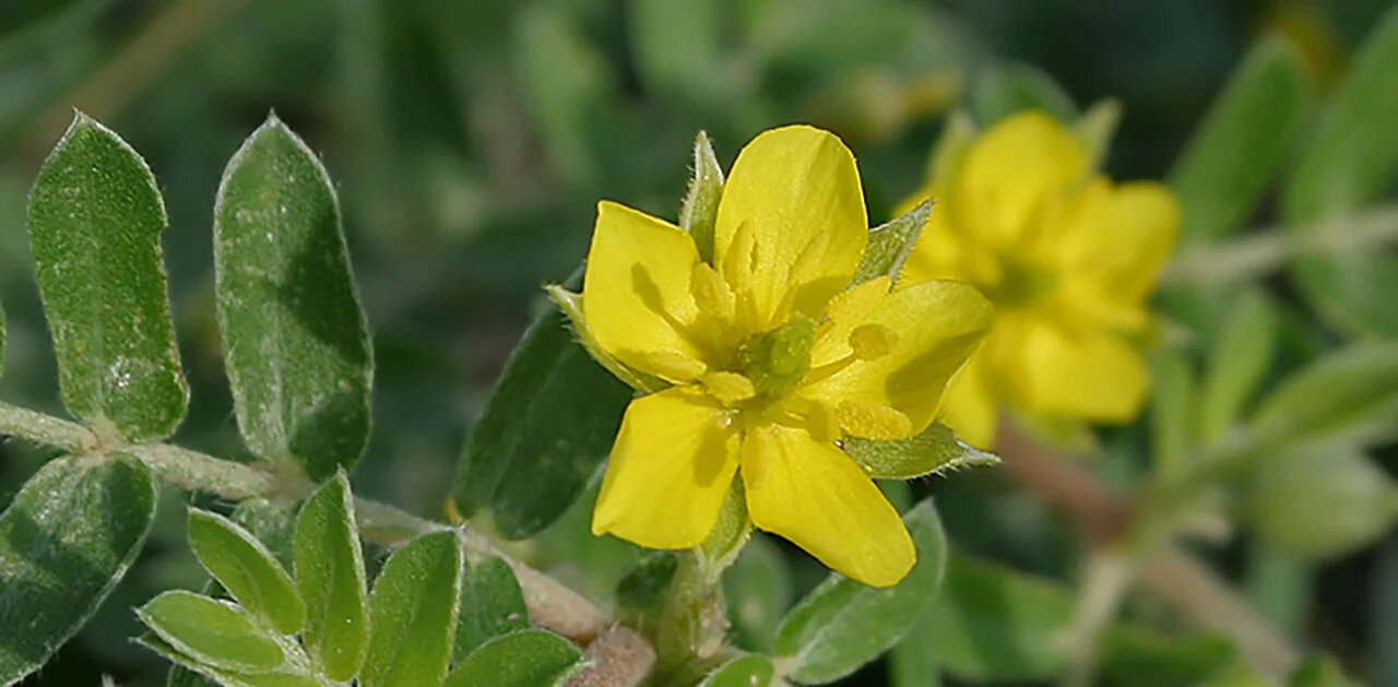 National Flower of the UAE