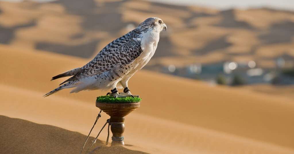 National Bird of the UAE
